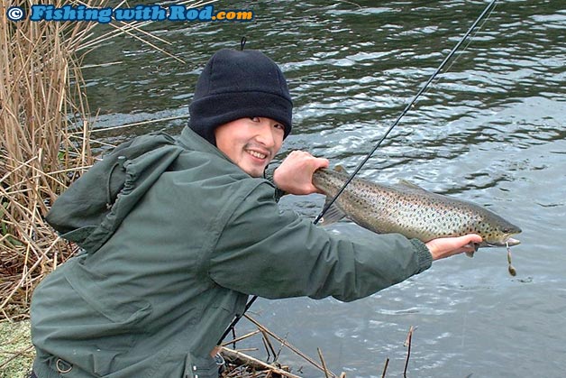 A sea trout from a river in Denmark A sea trout from a river in Denmark