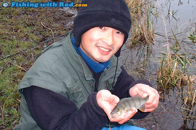 A small European perch from Denmark A small European perch from Denmark