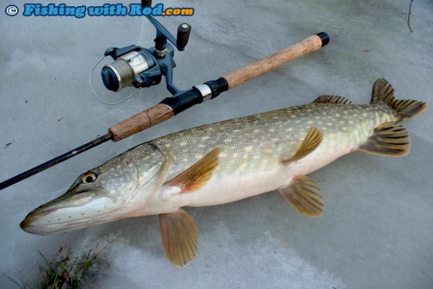 Northern pike from Denmark Northern pike from Denmark