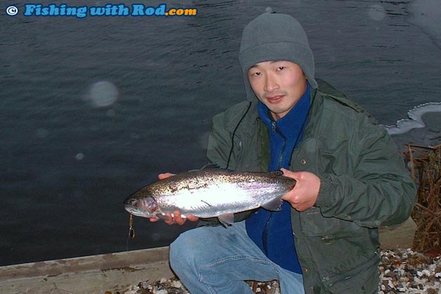 Rainbow trout in Denmark Rainbow trout in Denmark
