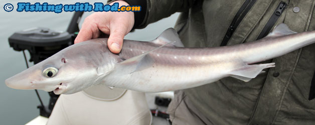Spiny dogfish Spiny dogfish